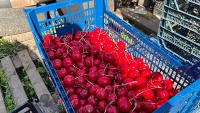 Господарства Черкащини збирають урожай редиски Господарства Черкащини збирають урожай редиски