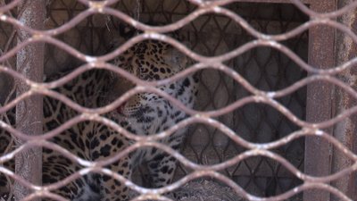 До вінницького зоопарку евакуювали хижаків з Одещини