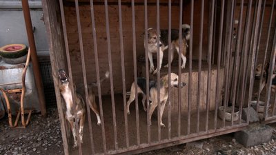 Притулок боргує 100 тис. грн за їжу для тварин та ще приблизно пів мільйона грн – поліклінікам, де лікують собак Притулок боргує 100 тис. грн за їжу для тварин та ще приблизно пів мільйона грн – поліклінікам, де лікують собак