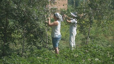 У школах та садочках Калинівської громади на Вінниччині заготовляють їжу на зиму У школах та садочках Калинівської громади на Вінниччині заготовляють їжу на зиму