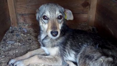 У Гайвороні на Кіровоградщині стерилізують безпритульних тварин У Гайвороні на Кіровоградщині стерилізують безпритульних тварин