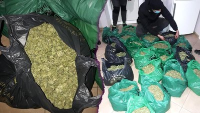 У Вознесенську поліцейські вилучили канабісу на понад мільйон гривень