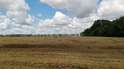 «Дощі не дають збирати зерно»: аграрії Полтавщини розпочали збір озимих культур «Дощі не дають збирати зерно»: аграрії Полтавщини розпочали збір озимих культур