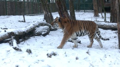 Рік тигра Рік тигра