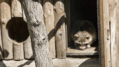 Одеські зоозахисники врятували та передали до зоопарку єнота-полоскуна Сєню