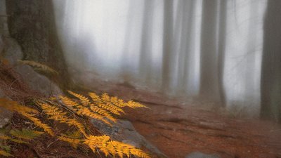 "Це мої діти, і всіх люблю". Прикарпатський фотомитець розповів про те, як прийшов до фотографії "Це мої діти, і всіх люблю". Прикарпатський фотомитець розповів про те, як прийшов до фотографії