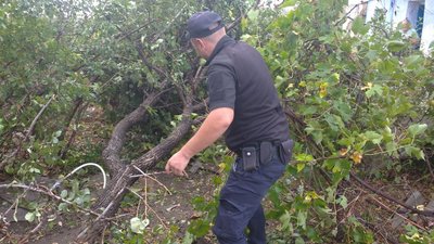 Повалені дерева та пошкодені лінії електропередач: на Херсонщині вирувала негода Повалені дерева та пошкодені лінії електропередач: на Херсонщині вирувала негода