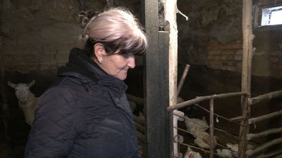 В одному з районів Черкащини — нашестя лисиць В одному з районів Черкащини — нашестя лисиць
