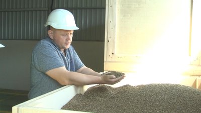 Розторопшу після очищення висипають у сухі дерев'яні ящики. Фото: Суспільне Поділля Розторопшу після очищення висипають у сухі дерев'яні ящики. Фото: Суспільне Поділля