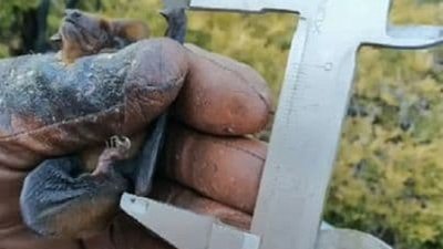 55 кажанів під вікном або, як у Галицькій лікарні обжилася колонія летючих мишей 55 кажанів під вікном або, як у Галицькій лікарні обжилася колонія летючих мишей
