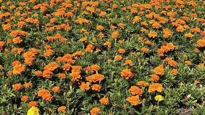 чорнобривці, квіти