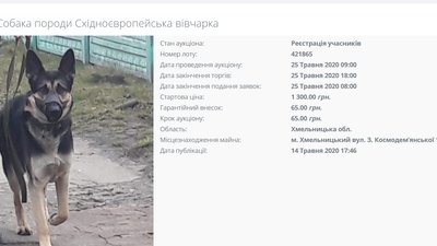 Мін'юст продає на аукціоні собак, корів та індиків. Що кажуть зоозахисники Мін'юст продає на аукціоні собак, корів та індиків. Що кажуть зоозахисники