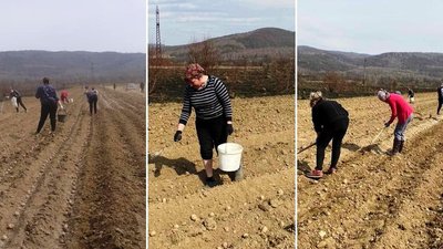 У громаді на Закарпатті вимушені переселенці разом місцевими мешканцями висадили першу картоплю У громаді на Закарпатті вимушені переселенці разом місцевими мешканцями висадили першу картоплю