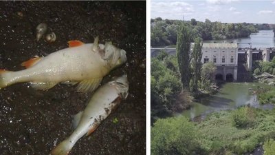 Як пов'язаний "зелений" тариф із щорічною загибеллю риби у річці Рось на Черкащині – розслідування
