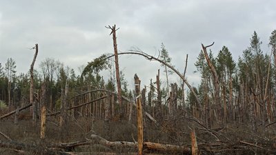 Щоб вивезти та посади дерева у кропивницькому лісопарку треба понад п'ять мільйонів гривень Щоб вивезти та посади дерева у кропивницькому лісопарку треба понад п'ять мільйонів гривень