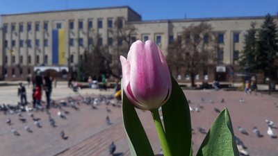 АКція квіти АКція квіти