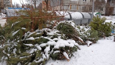 У Полтаві новорічні сосни та ялинки використовують як паливо У Полтаві новорічні сосни та ялинки використовують як паливо