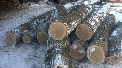 На Житомирщині закрили нелегальне лісопереробне підприємство