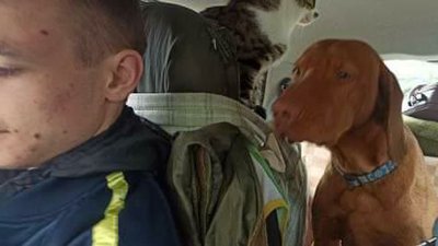 Вперше стриг єнота: ветеринар з Херсона лікує та допомагає тваринам у Луцьку Вперше стриг єнота: ветеринар з Херсона лікує та допомагає тваринам у Луцьку