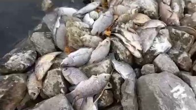 Окупанти спричинили екологічну катастрофу на Запорізькій АЕС — Енергоатом