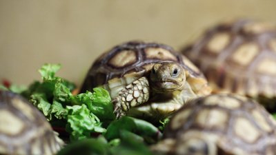 У харківському екопарку народилося 14 шпороносних черепах У харківському екопарку народилося 14 шпороносних черепах