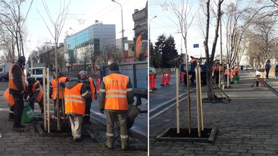 У Маріуполі замість старих яблунь висаджують сакуру