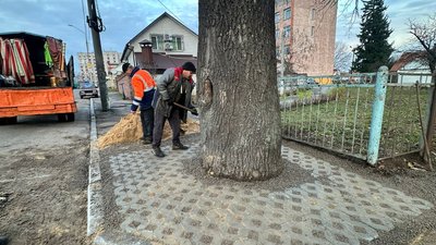Житомир, дуб, ремонт, тротуар, пристовбурна лунка