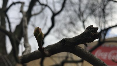 Початок березня побив одразу два температурних рекорди — кліматологи