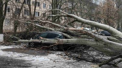 Негода в Одесі, дерево упало в Одесі, деревопад в Одесі
