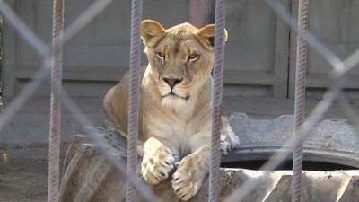 У Хмельницькому народилося левеня
