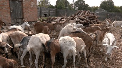 "Довелося скоротити поголів'я": фермер із Донеччини не може вигодувати кіз, яких перевіз на Волинь "Довелося скоротити поголів'я": фермер із Донеччини не може вигодувати кіз, яких перевіз на Волинь