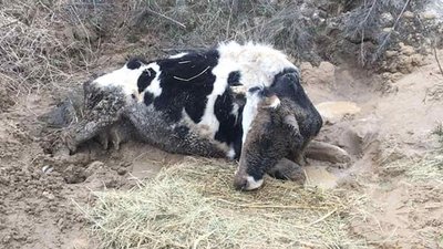 На Житомирщині служба порятунку врятувала корову, яка застрягла в багнюці На Житомирщині служба порятунку врятувала корову, яка застрягла в багнюці