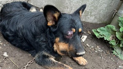 У Чернівецькій області чоловік вдарив собаку сокирою по голові. Розпочали провадження