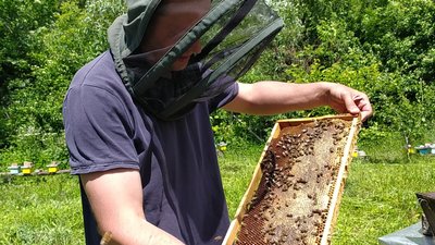 Пасічник Антон Шостак перевіряє щільники. Пасічник Антон Шостак перевіряє щільники.