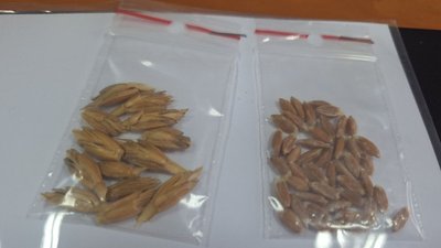 Стародавній вид пшениці. Чому спельта може стати нішею для південних фермерів Стародавній вид пшениці. Чому спельта може стати нішею для південних фермерів