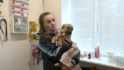 Програма стерилізації в Черкасах: як допомагають тваринам переселенців