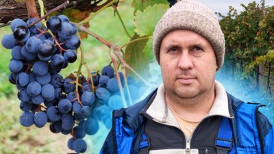 Як вирощують виноград в екологічних умовах на Миколаївщині
