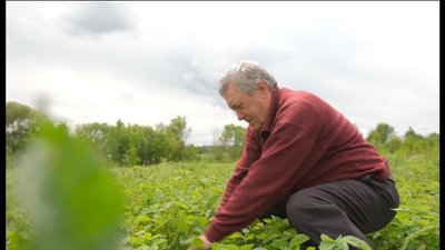 На Вінниччині розповіли, коли здешевіє ціна на полуницю На Вінниччині розповіли, коли здешевіє ціна на полуницю