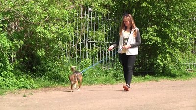 У Житомирі виходжують п'ять собак з Бородянки, які місяць перебували під обстрілами без води та їжі У Житомирі виходжують п'ять собак з Бородянки, які місяць перебували під обстрілами без води та їжі