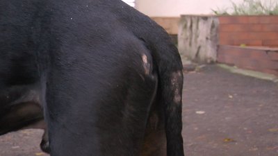 Стріляти на ураження. Прикарпатські волонтери врятували молодого пітбуля Стріляти на ураження. Прикарпатські волонтери врятували молодого пітбуля