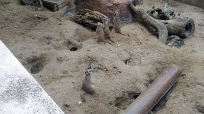 Миколаївський зоопарк відзначає ювілей: 120 років від дня відкриття Миколаївський зоопарк відзначає ювілей: 120 років від дня відкриття