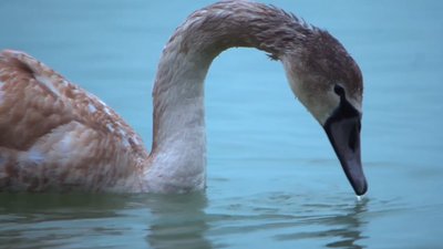 Лебеді і морози. Як пернатих рятують від холоду у Запорізькій області