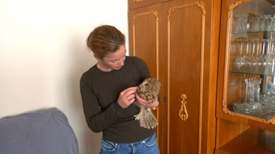Історія одного порятунку: як прикарпатка вдома доглядала за совою Історія одного порятунку: як прикарпатка вдома доглядала за совою