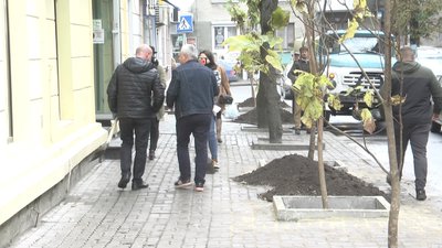 У Тернополі висадили 20 катальп