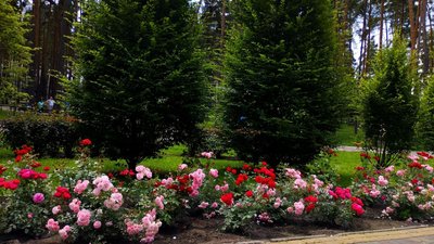 Квіти і дерева, природа