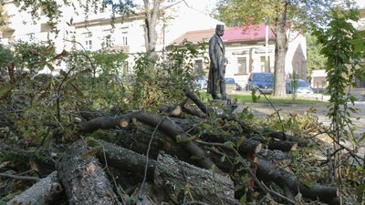 Готують до реконструкції. У чернівецькому сквері спиляли п'ять аварійних дерев Готують до реконструкції. У чернівецькому сквері спиляли п'ять аварійних дерев