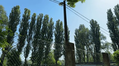 Тополі у місцевому парку