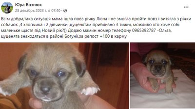 "Почула несамовитий жахливий крик", — житомирянка Ольга Штиль врятувала цуценят, яких викинули в річку в пакеті "Почула несамовитий жахливий крик", — житомирянка Ольга Штиль врятувала цуценят, яких викинули в річку в пакеті