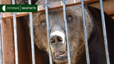 Ведмеді Балу та Тимоша прибули до Реабілітаційного Центру Бурого Ведмедя на Міжгірщині Ведмеді Балу та Тимоша прибули до Реабілітаційного Центру Бурого Ведмедя на Міжгірщині