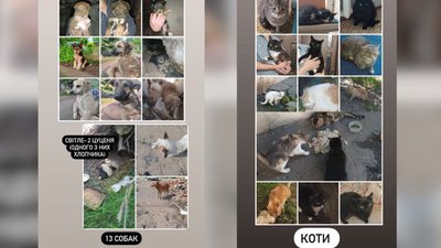 На Рівненщині можна прихистити тварину із прифронтових територій На Рівненщині можна прихистити тварину із прифронтових територій